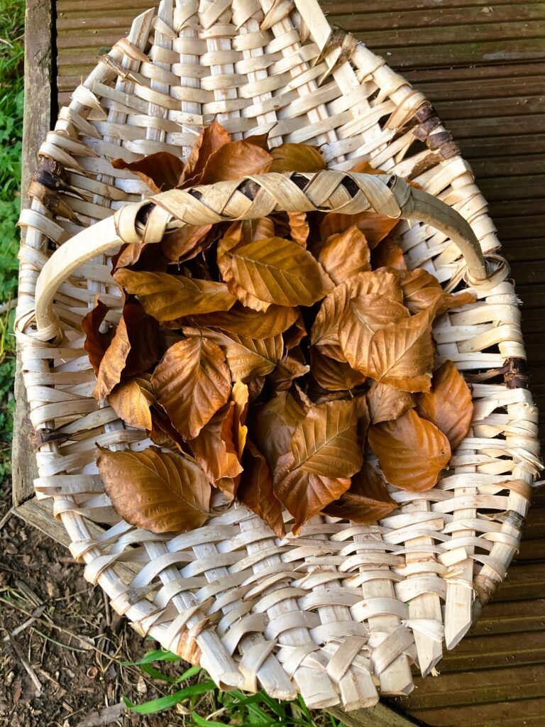 A hand-woven hazel basket filled with dry beech leaves